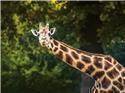 Veranstaltungsbild Besuch im Zoo Hannover